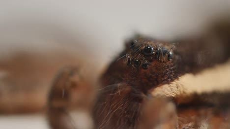 Brown-spider-on-white