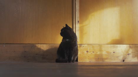 Lovely-mature-black-cat-standing-tall-indoor-golden-hour
