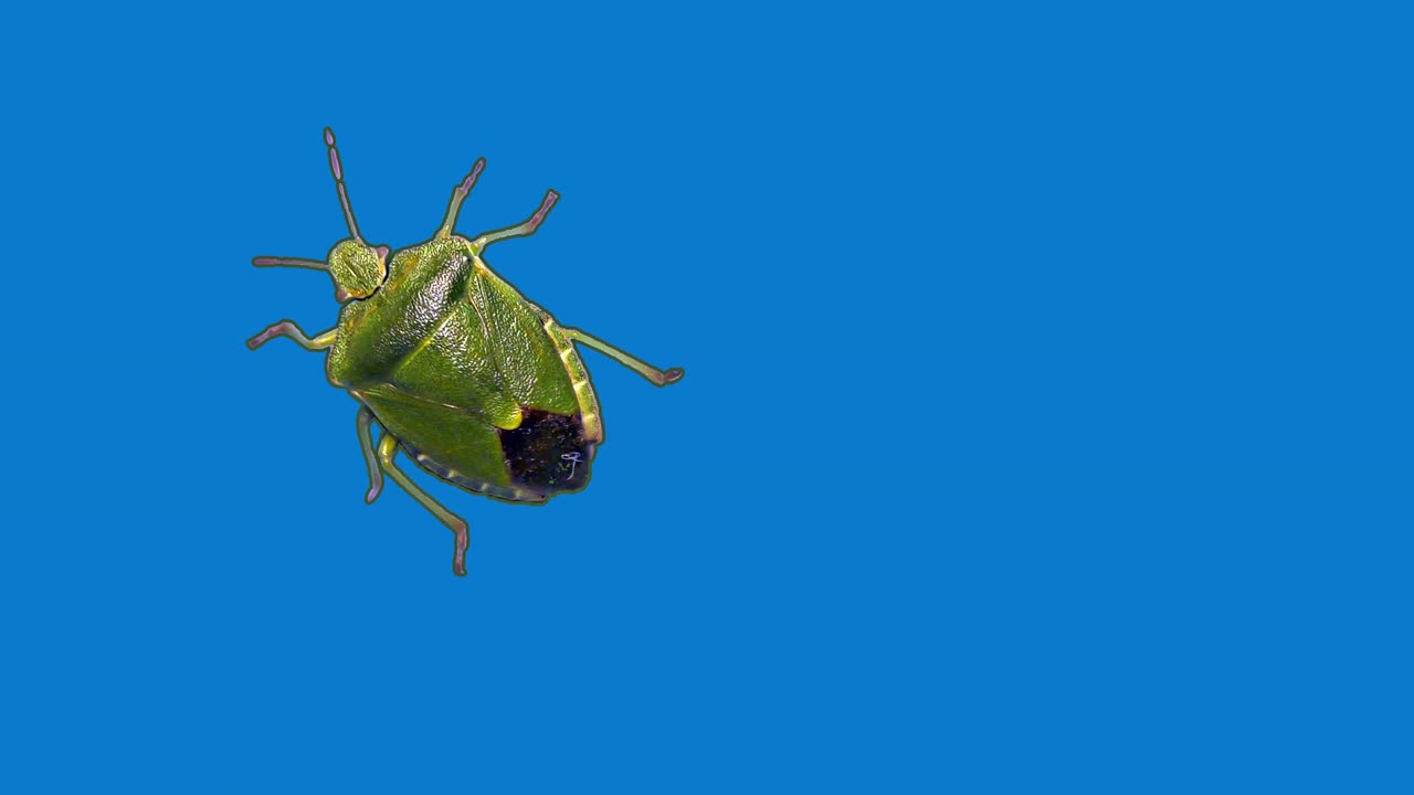 insetto puzzolente verde, sfondo blu, schermo blu