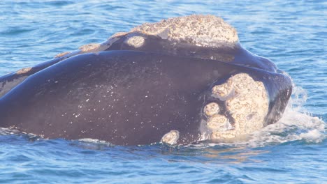 la enorme cabeza de una ballena derecha emerge del agua cubierta de percebes y se sumerge de nuevo