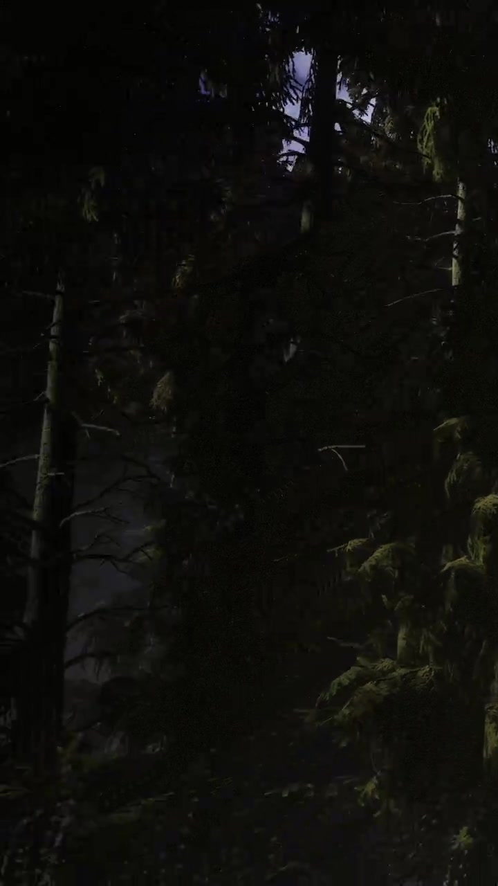 Alberi alti bloccano la luce del sole in una foresta densa nel tardo pomeriggio