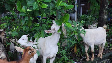 several goats feeding on lush green plants.