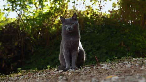 an adorable, beautiful wild gray stray cat is observing with its curious green eyes, captured as close up with background blur and warm sun beams on a lazy afternoon