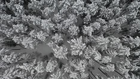 Antenne:-Langsames-Fliegen-über-Eisigen-Und-Schneebedeckten-Kiefernwald-Im-Winter-An-Einem-Trüben-Grauen-Tag