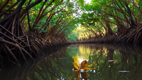 mangrove forest canal with reflections