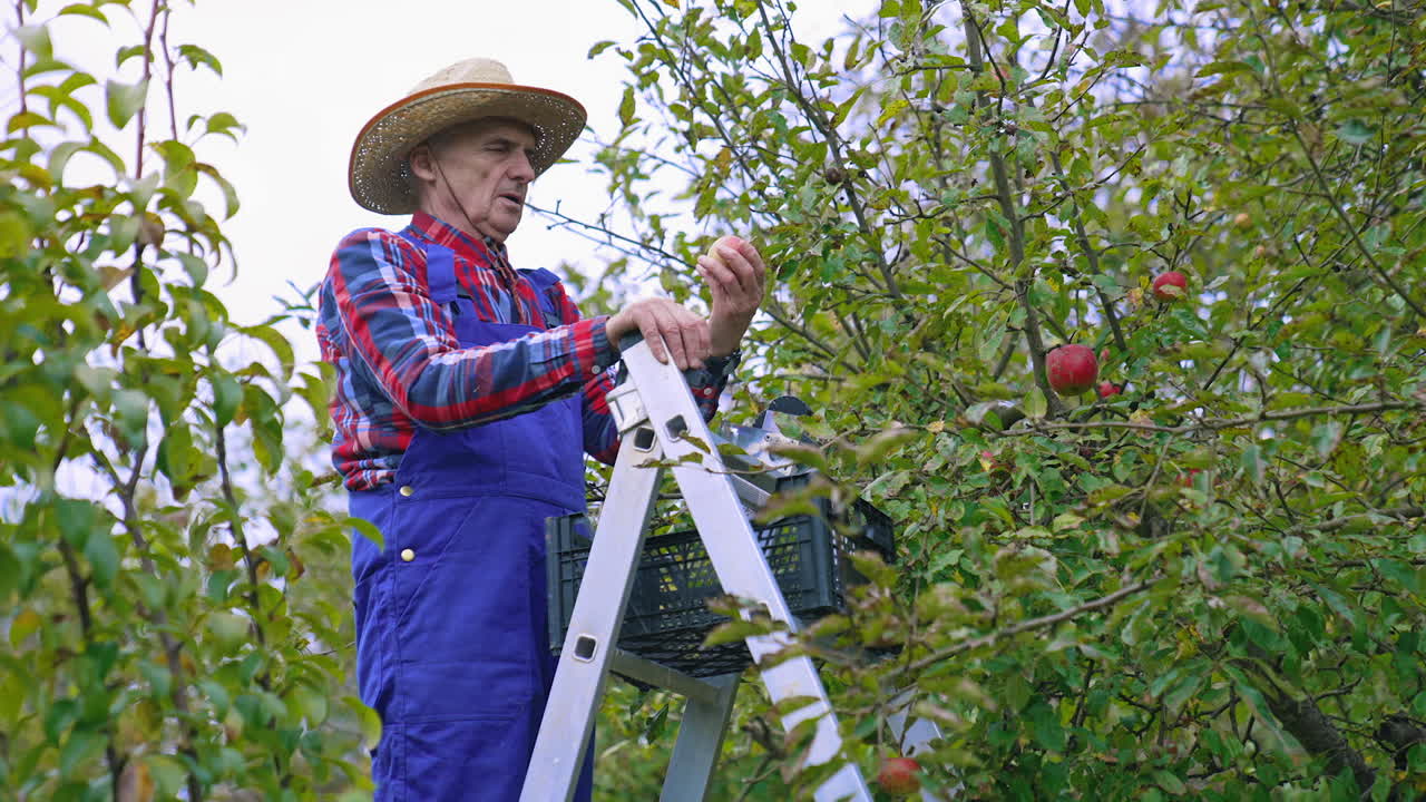 Old farmer picking apples in the garden. Farmer in blue overalls and hat taking off ripe apples from branch in autumn time. Side view.