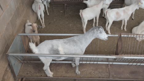 gray goat stuck inside a trough