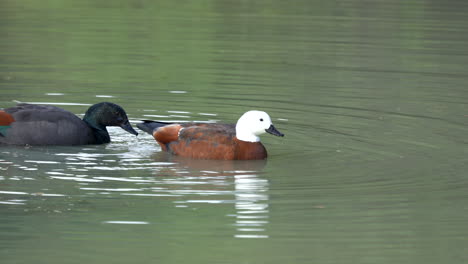 patos del paraíso en un estanque en nueva zelanda