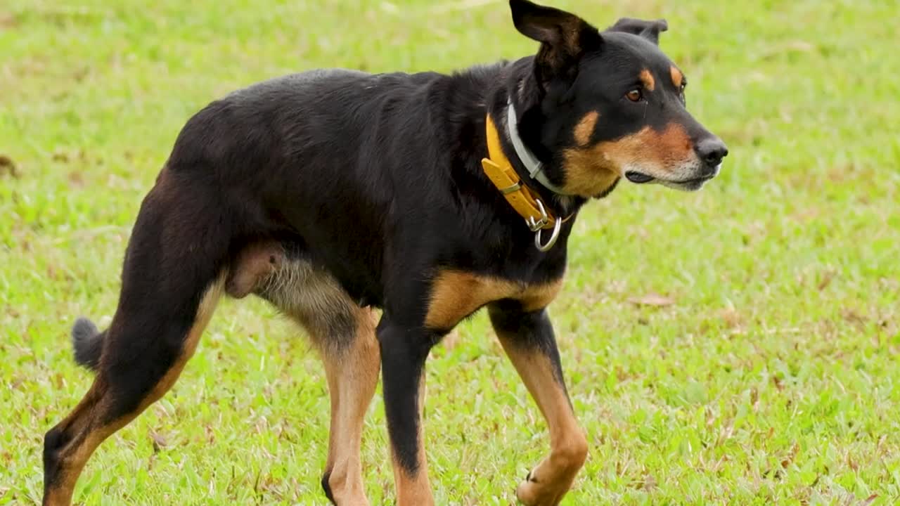 A black and tan working dog walks with intense focus across a lush green field