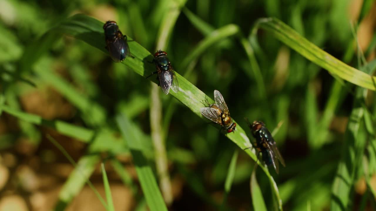 잔디에 여러 파리의 매크로 비디오