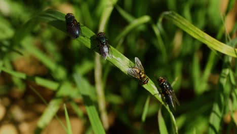 Makrovideo-Von-Mehreren-Fliegen-Auf-Gras