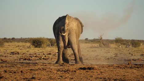 Vista-Trasera-Del-Elefante-Sabana-Se-Enfría-Con-Una-Ducha-De-Polvo,-África