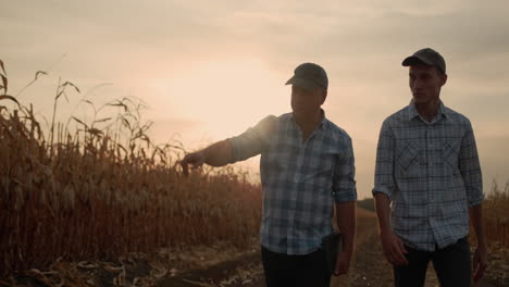 two farmers walk along the road between fields of ripe corn
