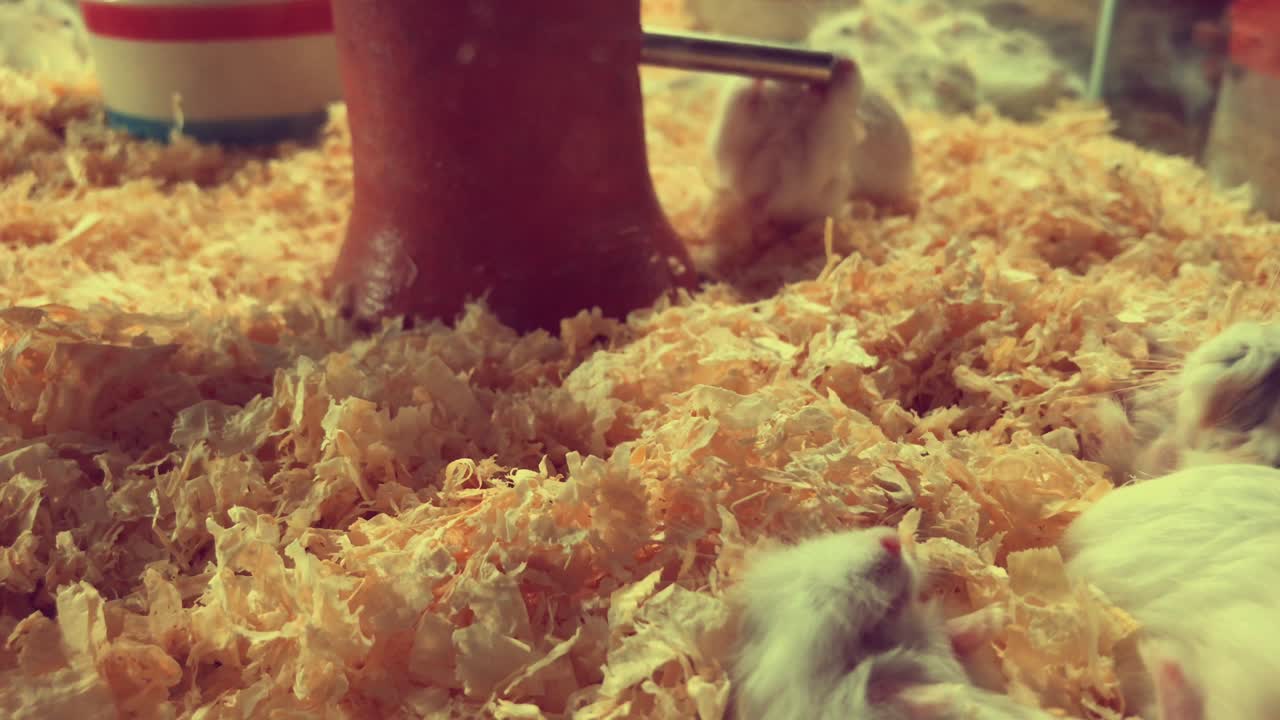 ratón o ratón lindo en el suelo en una caja para la venta