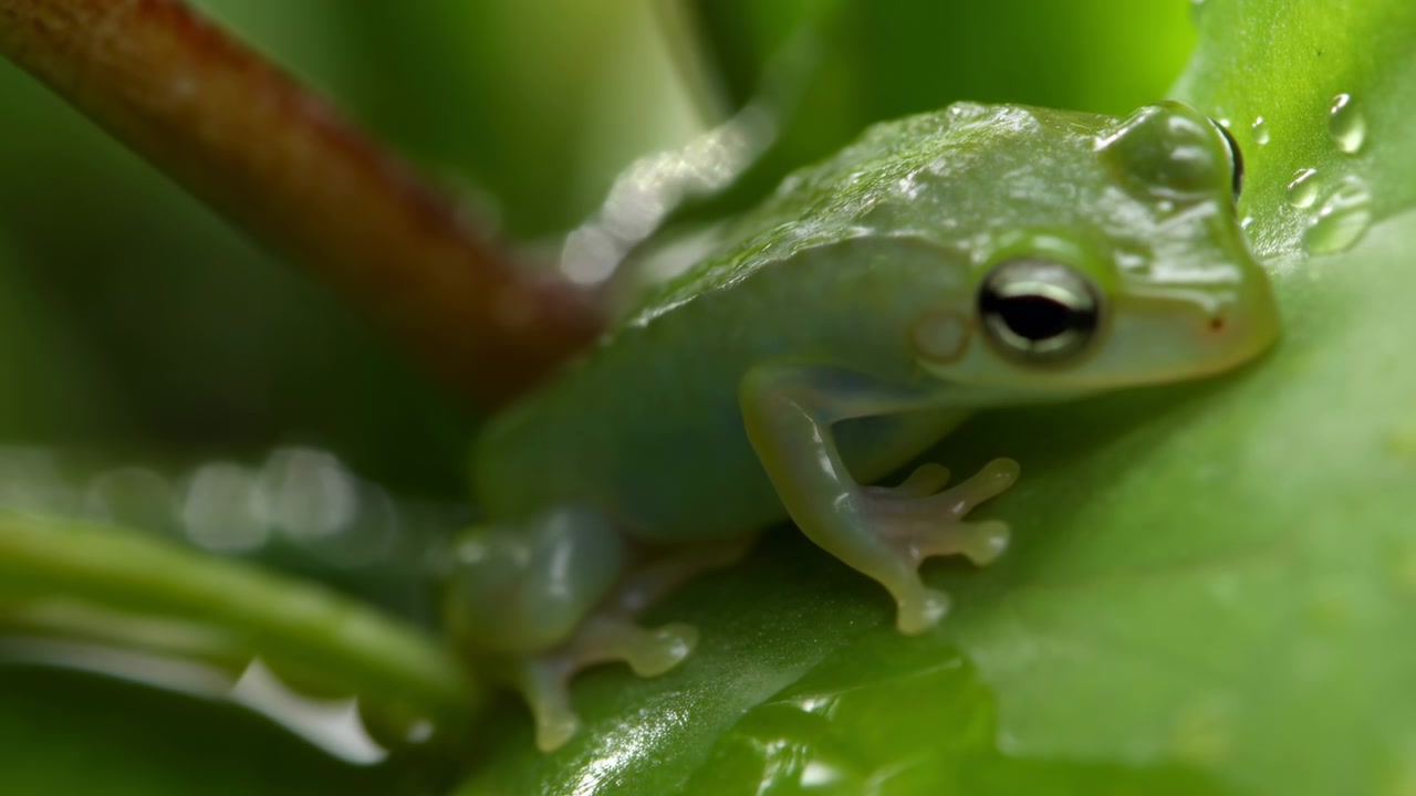 Closeup Green Tree Frog On Leaf, Raindrops Glistening, Rainforest Mood, Macro Skin Texture, Glossy Foliage,