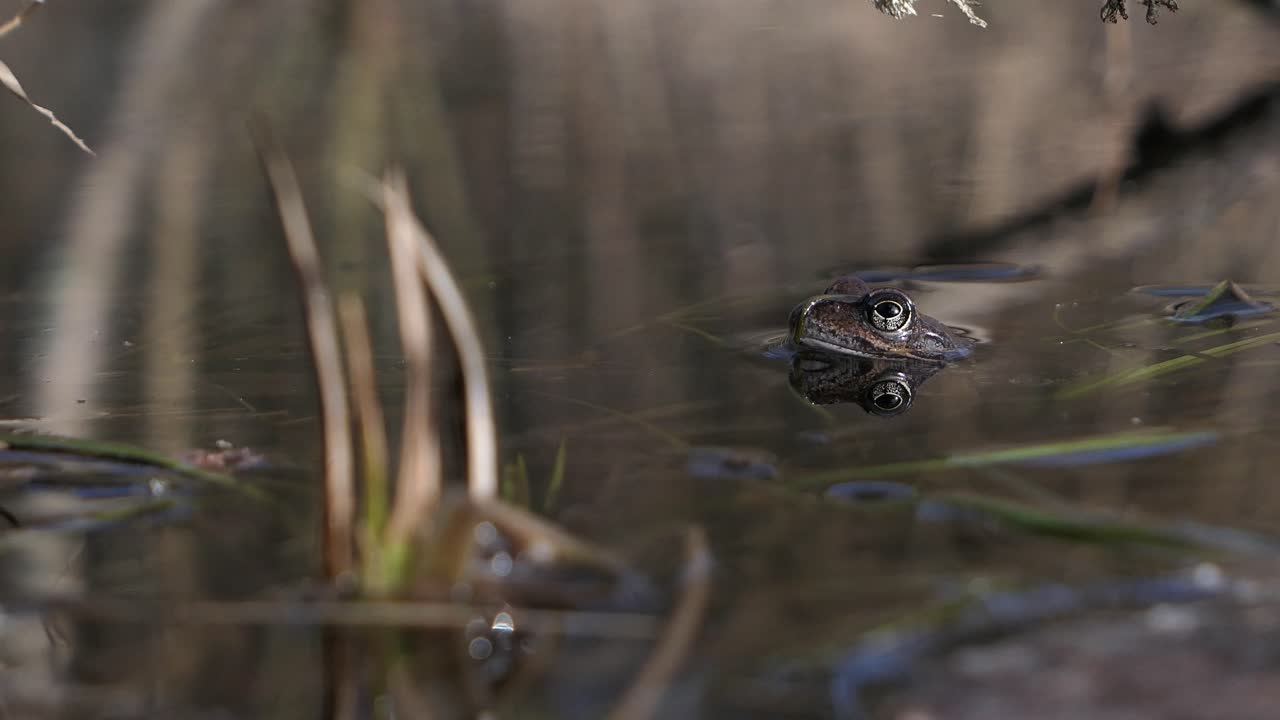 Common frog hiding in pond water in spring, animal camouflage, nature spring detail