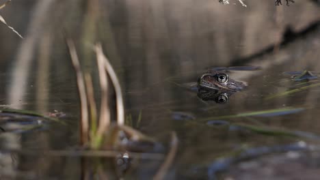 common frog hiding in pond water in spring, animal camouflage, nature spring detail