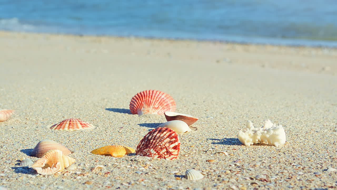 Cockleshells on sand against the background of waves. Shooting on the beach