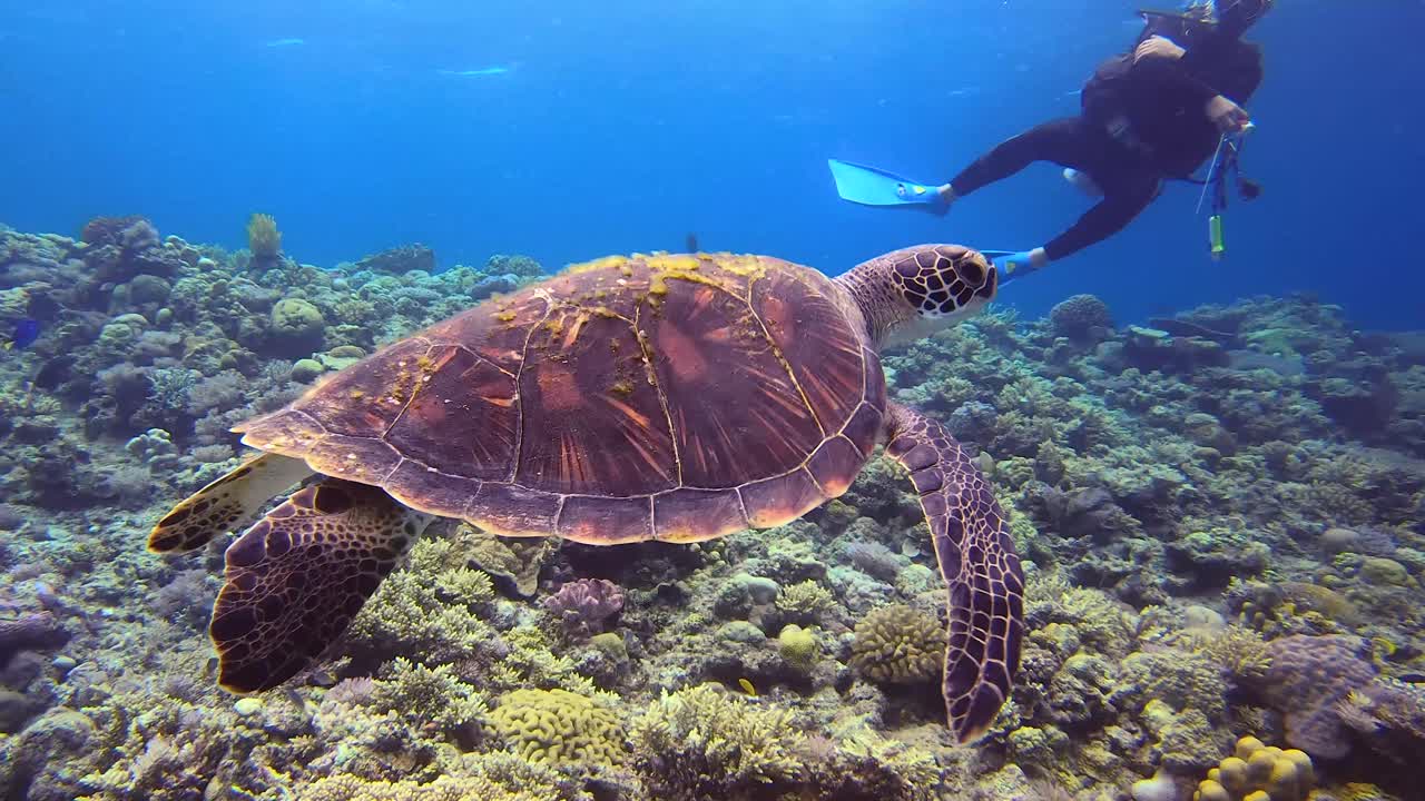 Green Turtle Swimming Over Coral Reef With Extreme Scuba Diver in the Background