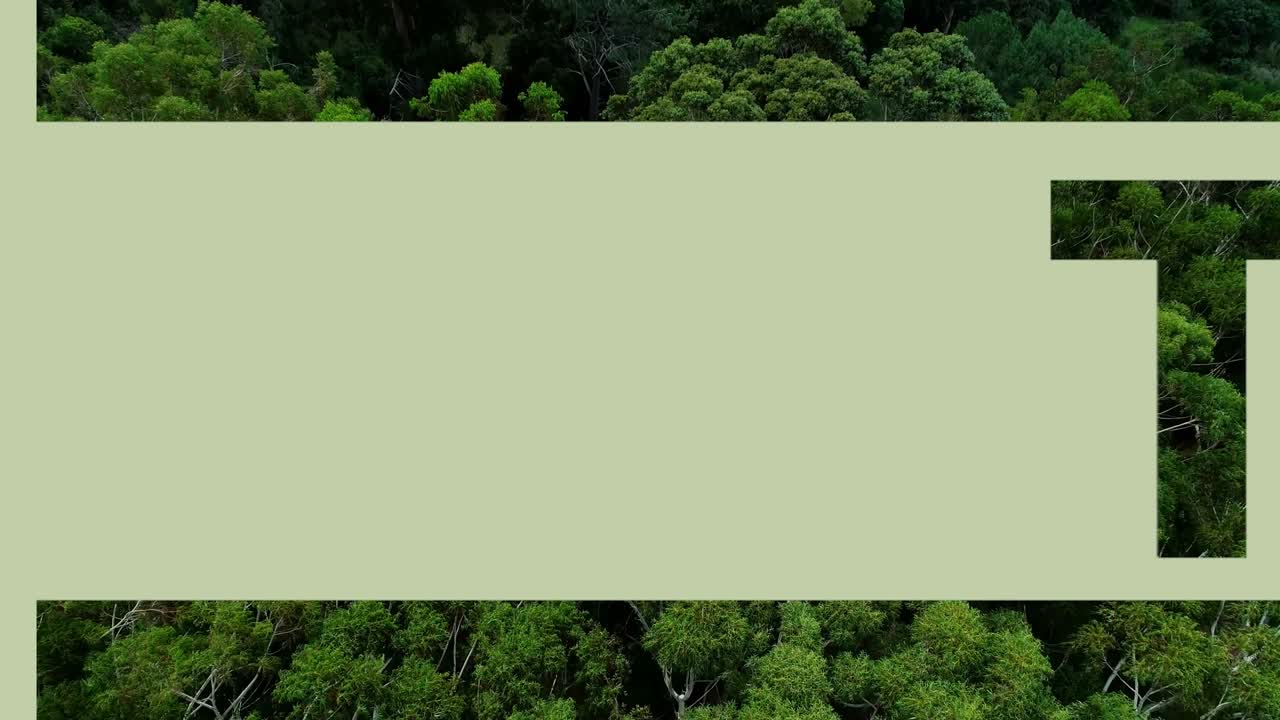 Cenas de Natureza Diversas: Praia Aérea, Estrada Florestal e Flores Rosas