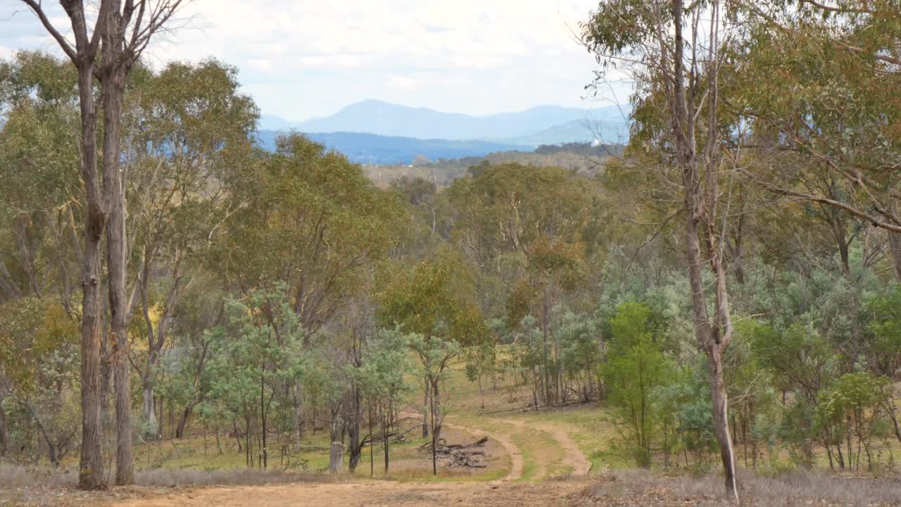 Bushland Landscape and the hills
