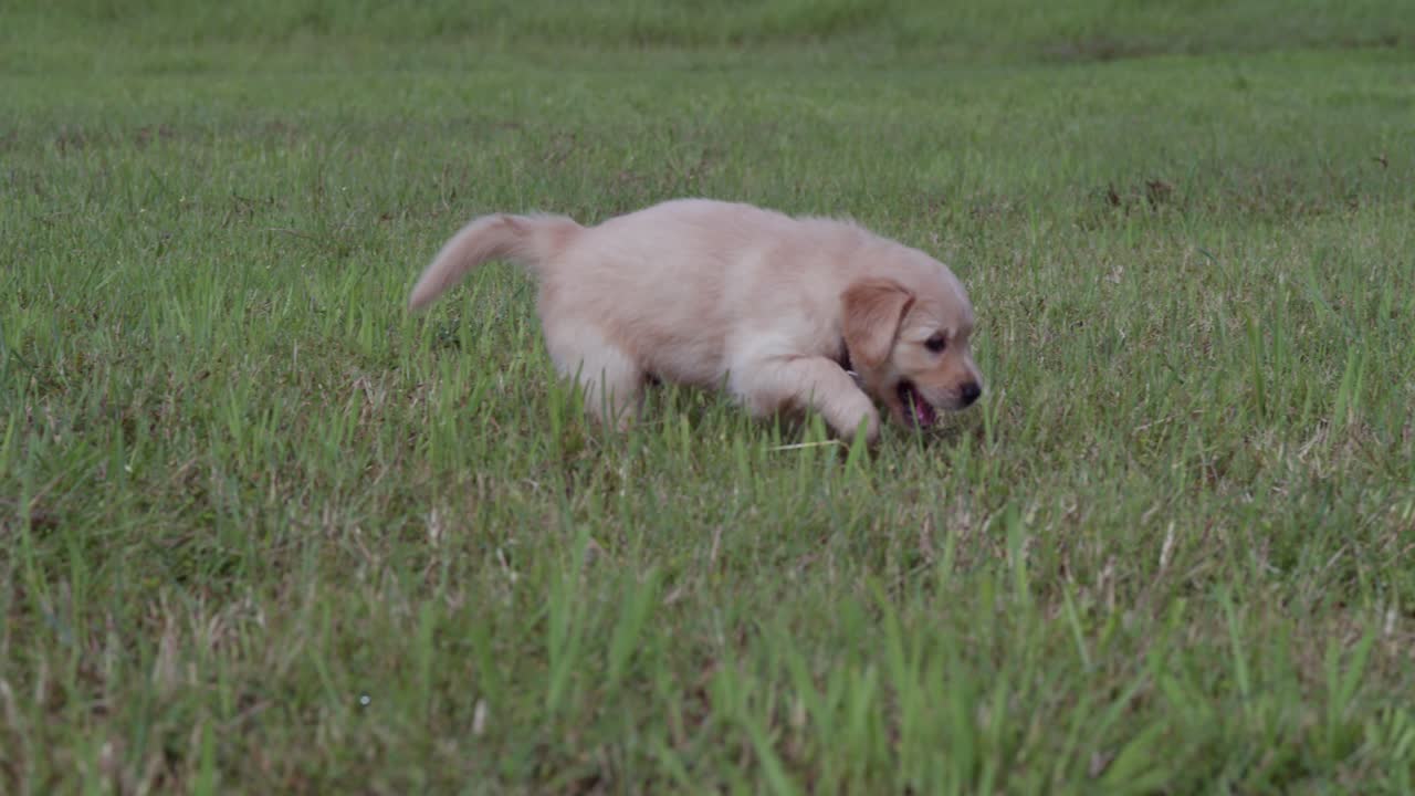 puupy golden retriever caminando en la hierba en un día soleado en el parque