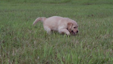 Puupy-Golden-Retriever-Caminando-En-La-Hierba-En-Un-Día-Soleado-En-El-Parque