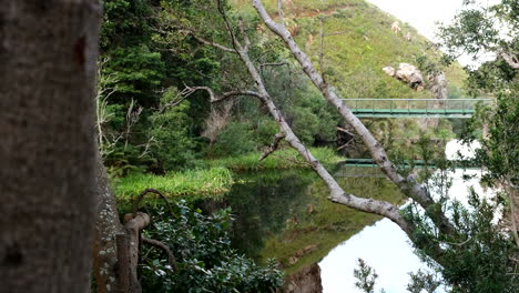 peaceful river scene with bridge and lush forest
