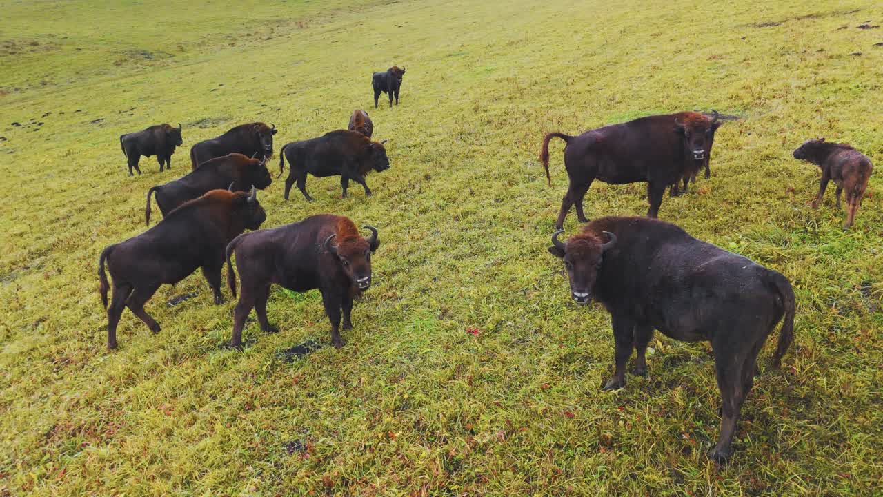European Bison Herd in a Grassland