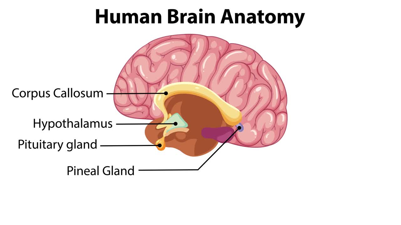 순차적으로 나타나는 뇌 부분의 애니메이션 라벨