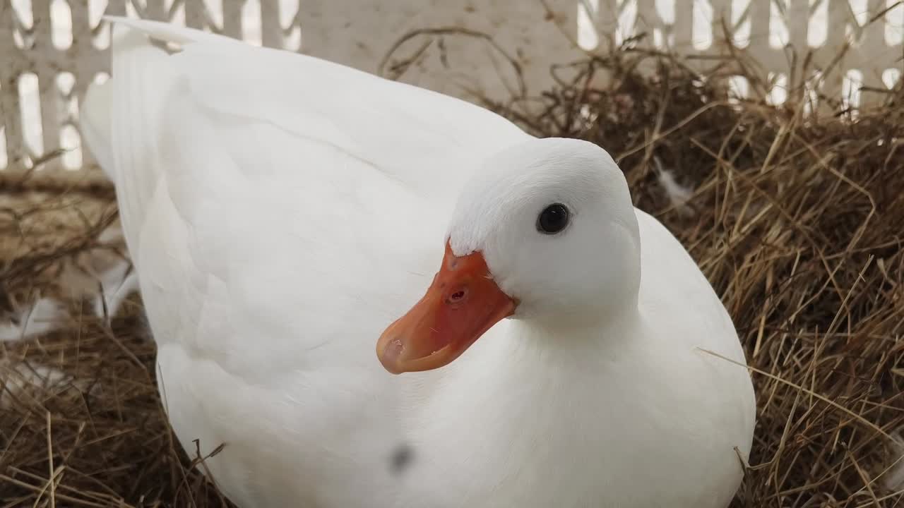 둥지 에 있는  오리