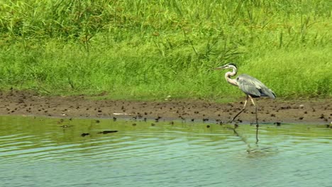 Great-Blue-Heron-Walking-In-Flowing-Water-At-Blackwater-National-Wildlife-Refuge-In-Maryland,-USA