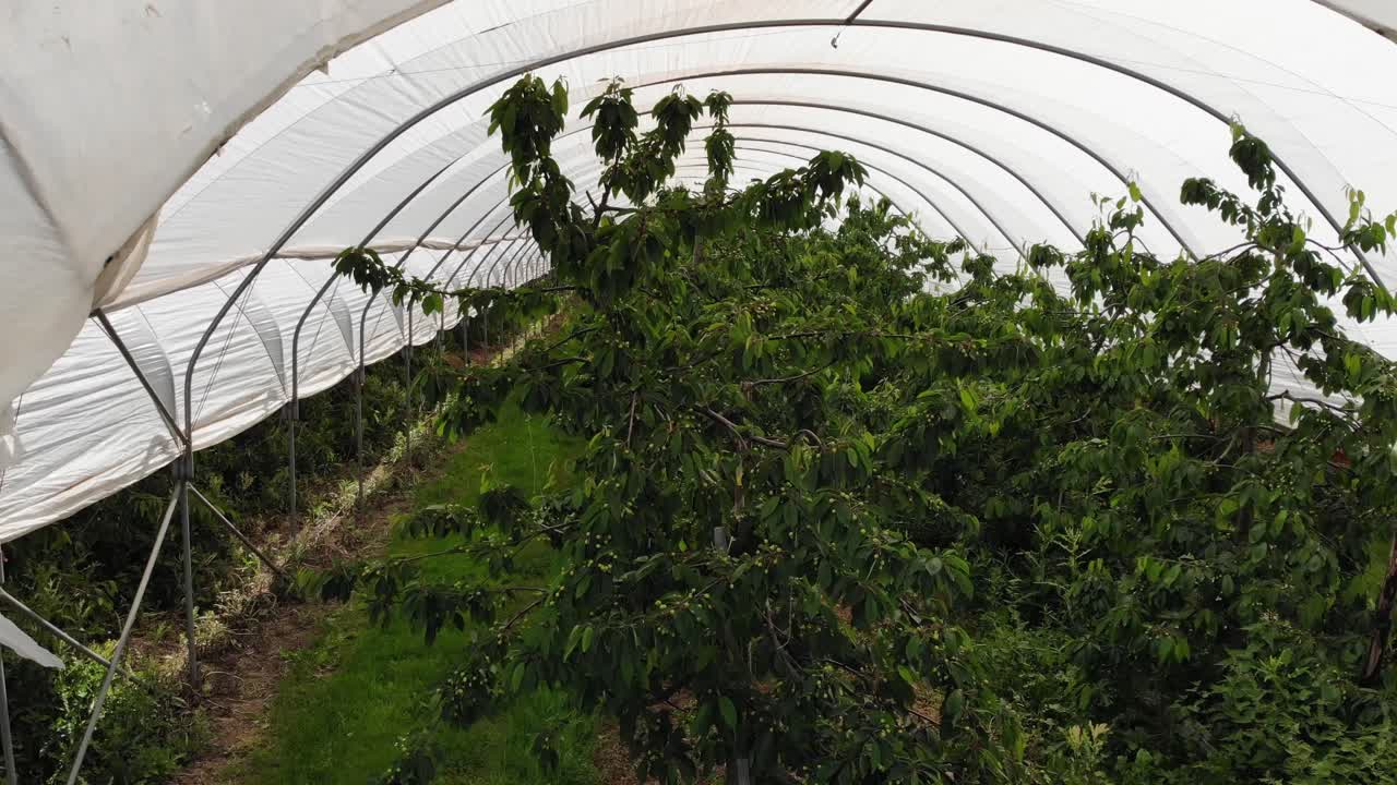 vuelo a lo largo del lado de los túneles de cerezos en kent en un día de verano antes de la cosecha