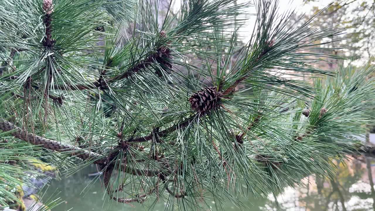 A detailed close-up shot of green pine needles and cones over a calm pond