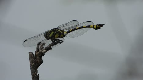 tigerlibelle im teichbereich.