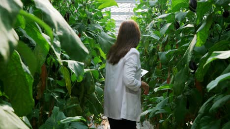 Científico-Examinando-Plantas-Y-Usando-Tableta-Digital-En-El-Invernadero-4k
