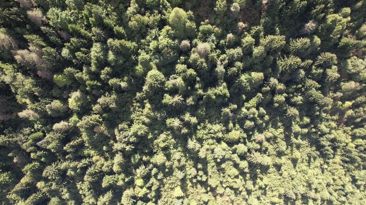 Forest Formed on the Mountain