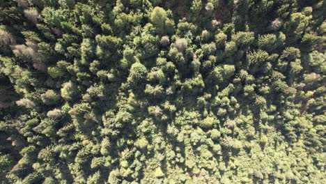 forest formed on the mountain