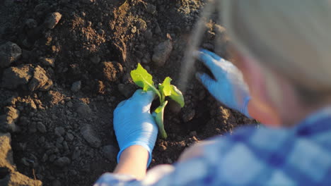 una mujer planta un trabajo de plántulas de repollo en el concepto de granja video 4k