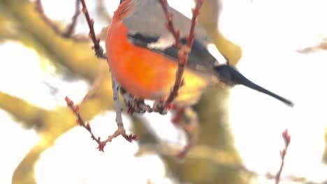 male bullfinch perched seen pecking and eating seeds from branch