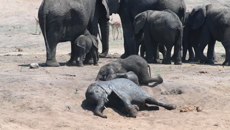 An-African-Elephant-herd-standing-in-the-background-with-three-calves-playing-and-rolling-in-the-dirt-in-the-foreground,-Kruger-National-Park