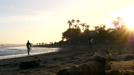 Surfer-Mit-Surfbrettern-Und-Menschen,-Die-Bei-Sonnenuntergang-Mit-Palmen-Am-Malerischen-Sandstrand-In-Rincon-Point-In-Kalifornien-Spazieren-Gehen