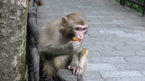 Monkey sitting on a forest path in Zhangjiajie National Park eating a fruit, surrounded by mountains and lush greenery, showing natural wildlife behavior in China