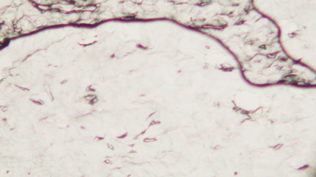 Microscopic View of Cells and Organic Structures