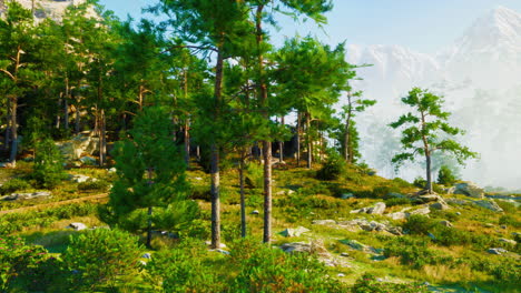 un hermoso bosque con pinos y montañas en el fondo