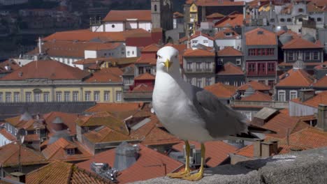 Scenic-view-of-Porto,-Portugal,-cityscape-with-seagull-bird-in-front