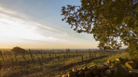 winter sunrise on pruned vine