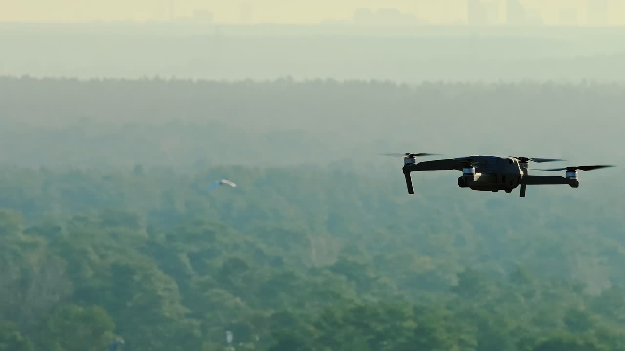 Swan flies past drone over misty forest, golden spring sunrise flight sequence