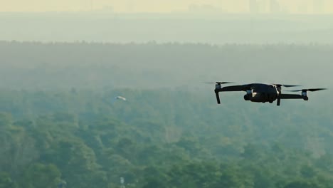 swan flies past drone over misty forest, golden spring sunrise flight sequence