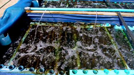 Top-view-of-aerated-abalone-tank-with-inflowing-water,-South-Africa-aquaculture